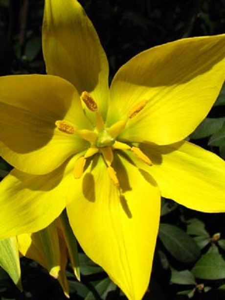 Wild Tulip Bulbs (Tulipa sylvestris)